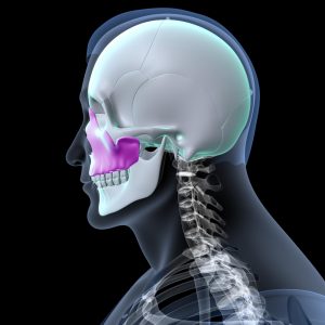 anatomia lemiesza