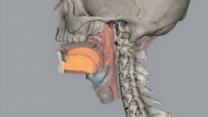 jak leczyć wyrostek rylcowaty